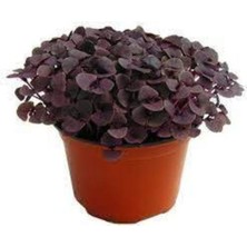 Tohumcumm 60 Adet Tohum Geniş Yaprak Mis Kokulu Mor Reyhan Tohumu Sürpriz Hediye Tohum