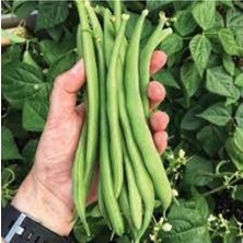 Tohumcumm 20 Adet Tohum Nadir Yeşil Çalı Fasulye Tohumu Hediye Tohumlu