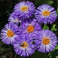 Tohumcumm 15 Adet Aster Çiçeği Tohumu Çiçek Tohumu Aster Saksı Toprak Sürpriz Hediye Tohumludur