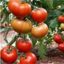 Tohumcumm 20 Adet Tohum Organik Hobi Balkon Domatesi Tohumu Essah Yerli Domatesler