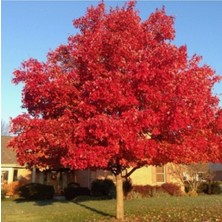 Tohumcumm 25 Adet Tohum Nadir Kırmızı Japon Red Mople Akça Ağaç Tohumu Hediye Tohum