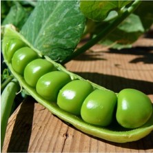 Tohumcumm 150 Adet Tohum Organik İri Bezelye Tohumu Kaliteli Yerli Verimli Bezelye Tohumu Hediyeli