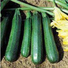 Tohumcumm 20 Adet Tohum Organik Köy Kara Kabak Tohumu Yeni Hasat Yayla Tohumu Hediye Tohumlu