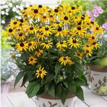 Tohumcumm 50 Adet Tohum Sarı Renk Afrika Papatyası Tohumu Mezarlık Çiçeği Tohumlar