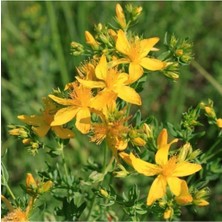 Tohumcumm 50 Adet Tohum Taze Sarı Kantaron Kantoron Çiçeği Tohumu Yabani Çiçek Tohumlar Hediye Tohumlu