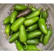 Tohumcumm 100 Adet Meksika Biberi Tohum  Acı Meksika Biberi Tohumu Jalapeno  Saksı Toprak Hediye