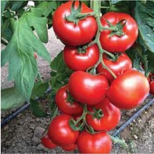 Tohumcumm 100 Adet Tohum Taze Organik Bahçe Sırık Domates Tohumu Yeni Sezon Domates Hediyeli