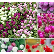 Tohumcumm 50 Adet Tohum Organik Hobi Bahçe Balkon Çiçekleri Medine Çiçek Tohum Karışık Renkli Medine Çiçeği