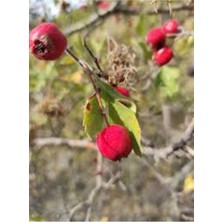 Tohumcumm 20 Adet Tohum Alıç Yabani Dağ Alıçı Her Derde Deva Alıç Tohumu Saksı Toprak Sürpriz Hediye Tohum