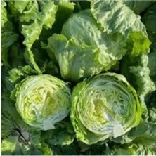 Tohumcumm 50 Adet Tohum Yerli Organik Aysberg Göbekli Göbek Marol Marul Tohumu Hediye Tohum