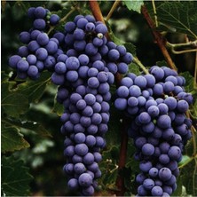 Tohumcumm 20 Adet Tohum Organik Üzüm Tohumu Adana Pozantı Siyah Bal Üzüm Tohumu Saksı Toprak Hediye