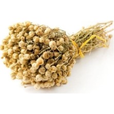 Tohumcumm 100 Adet Tohum Taze Organik Dağ Tütsü Tohumu Hediye Tohumludur