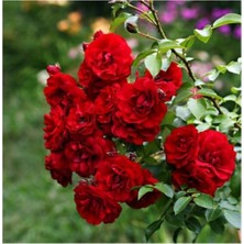 Tohumcumm 5 Adet Tohum Nadir Kırmızı Sarmaşık Gül Tohumu Villa Sarmaşığı Tohumları