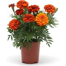 Tohumcumm 10 Adet Tohum Nadir Organik Karagöz Çiçeği Tohumu Hediye Saksı Toprak