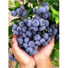 Tohumcumm 30 Adet Tohum Cranberry Tohumu Yaban Mersini Tohumu Turna Yemişi Tohumu Toprak Saksı Sürpriz Tohumu