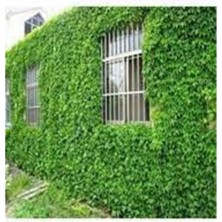 Tohumcumm 200 Adet Tohum Nadir Kurtbağrı Duvar Bahçe Sarmaşık Tohumu Saksı Toprak Hediyelidir