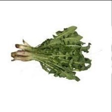 Tohumcumm 20 Adet Tohum Hindiba Hindibağı Radika Otu Doğal Dağ Hindiba Tohumu Sürpriz Hediye Tohumla Gönderili