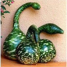 Tohumcumm 5 Adet Tohum Nadir Kuğu Su Kabağı Tohumu Kabak Tohumu Yerli Sürpriz Hediye Tohum