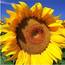 Tohumcumm Ayçekirdeği Tohumu Çiğdem Güne Bakan Tohumu 15 Adet Tohum