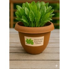 Tohumcumm Kuzu Kulağı Tohumu Yetiştirme Seti 100 Adet Ekşi Otu Tohumu + Saksı + Toprak