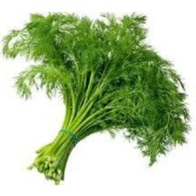 Tohumcumm 100 Adet Tohum Sebze Dere Otu Tohum Sürpriz Hediye Tohum Yeşil Dere Otu Ata Tohumlar