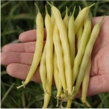 Tohumcumm 100 Adet Tohum Nadir Bulunan Sarı Hanımeli Fasülye Tohumu Fasulye Tohumu Hediye Tohumlu