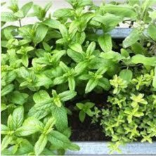 Tohumcumm Tohum Nane Eko Paket Saksı Toprak Tohum 50 Adet