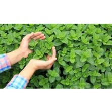 Tohumcumm 50 Adet Tohum Köy Tohumu Geleneksel Yediveren Nane Tohumu Sürpriz Hediye Sebze Tohumludur