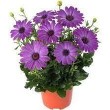 Tohumcumm 50 Adet Tohum Nadir Tropikal Kraliçe Papatya Çiçeği Tohum Organik Saksı Toprak Hediyeli