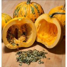 Tohumcumm 10 Adet Tohum Nadir İthal Kabuksuz Kabak Çekirdeği Tohumu + Saksı Topraklıdır