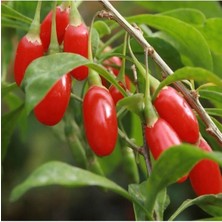 Tohumcumm 10 Adet Tohum Organik Bahçe Goji Berry Tohumu Hobi Balkon Yetiştirme Kırmızı Goji Berry Saksı Toprak