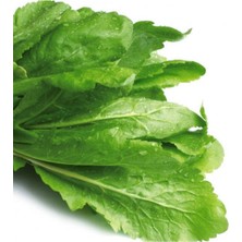 Tohumcumm Tere Tohumu Yerli İri Boy Geniş Yapraklı Tere Tohumu 100 Adet Tohum