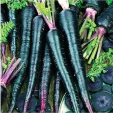 Tohumcumm 100 Adet Tohum Nadir Siyah Havuç Tohumu Şalgamlık Havuç Organik Köy Tohumu Hediye Tohumlu