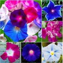 Tohumcumm 10 Adet Tohum Nadir Karışık Renkli Tropikal Ipomea Çiçeği Tohumu Ipomea Çiçek Tohumu Hediye Tohumlu