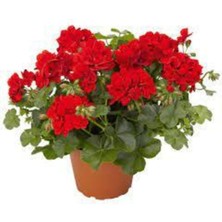 Tohumcumm Nadir Sardunya Çiçeği Tohumu 20 Adet