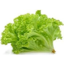 Tohumcumm 100 Adet Tohum Yeşil Marul Kıvırcık Marul Geleneksel Tohum Saksı Toprak Sürpriz Hediye Tohum