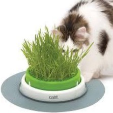 Tohumcumm 500 Adet Tohum Eko Paket Kedi Çimi Tohumu Çim Tohumu Kedi Çimi Sürpriz Hediye Tohumla Gönderilir