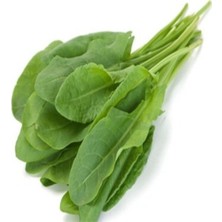 Tohumcumm Kuzu Kulağı Tohumu 100 Adet Koç Kulağı Tohumu Ekşi Otu Tohumu