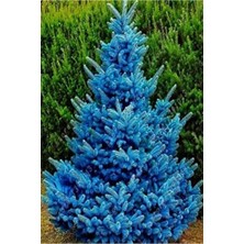 Tohumcumm Nadir Mavi Ladin Ağacı Tohumu 10 Adet Tohum Mavi Ladin Ağaç