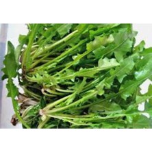 Tohumcumm 10 Adet Radika Otu Doğal Dağ Hindiba Tohumu