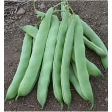 Tohumcumm 50 Adet Tohum Taze Mevlana Yayla Fasulyesi Fasulye Tohumu Oturak Fasülye Tohumu Saksı Toprak