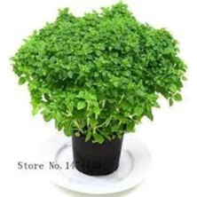 Tohumcumm 100 Adet Tohum Nadir Mis Kokulu Fesleğen Çiçeği Mezarlık Kabir Çiçeği