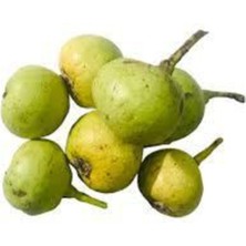 Tohumcumm 20 Adet Tohum Organik Dağ Armut Tohumu  Küçük Dağ Armudu Taze  Tohum Hediye Tohumlu