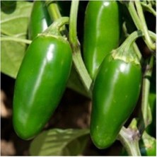 Tohumcumm 100 Adet Tohum Meksika Biberi Tohumu  Acı Meksika Biberi Tohumu Jalapeno  Biberi Tohumu