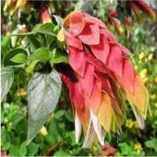 Tohumcumm 20 Adet Tohum Nadir Tilki Kuyruğu Çiçeği Tohumu Saksı Toprak Süpriz Hediye Tohumlu