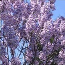 Tohumcumm 30 Adet Tohum Nadir Organik İthal Çin Mavi Kavak Ağacı Ağaç Tohumu Hediye Tohumlu