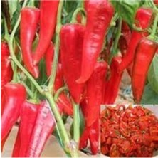 Tohumcumm 100 Adet Tohum Adana Acı Salçalık Biber Tohumu Bol Verim Oturak Biber Tohumu Hediye Tohum