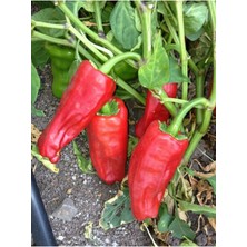 Tohumcumm 50 Adet Tohum Organik  Çok Acı Urfa Isot Biberi Tohumu Biber Tohumu Sürpriz Hediye Tohumludur