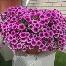 Tohumcumm 15 Adet Tohum Nadir Petunya Çiçeği Tohumu Petunya Çiçek Tohumu Saksı Toprak Hediyemizdir