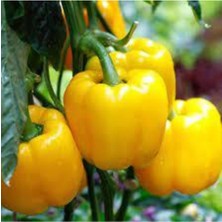 Tohumcumm 40 Adet Tohum Saksılık Sarı Dolmalık Biber Tohumu Saksı Toprak Sürpriz Hediye Tohumludur